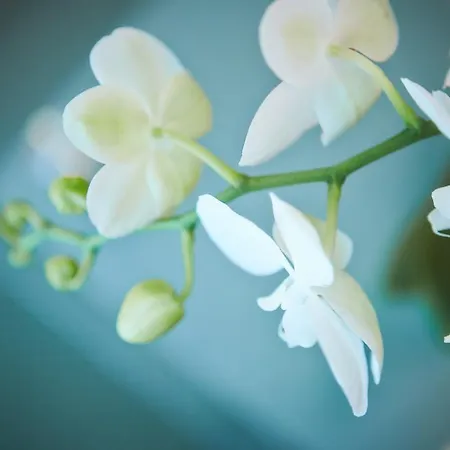 Ξενοδοχείο Primhotel Oderzo